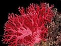 图文详解：红珊瑚