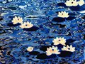 青年学子孙艺桓：承家学瓷韵 绘澜漾莲华
